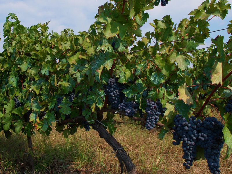 The Grape Vines
